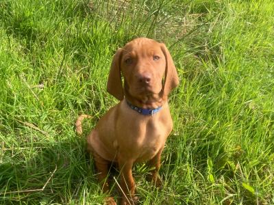 Pedigree Hungarian Vizsla puppies IKC registered for sale in Cork
