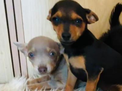 Chihuahua puppies in Galway