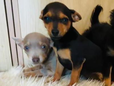 Chihuahua puppies in Galway