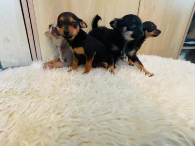 Chihuahua puppies in Galway