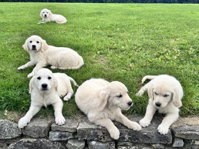 Cuddly IKC Golden Retriever Puppies
