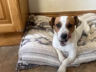 *Super Jack Russell *