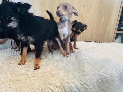 Chihuahua puppies in Galway
