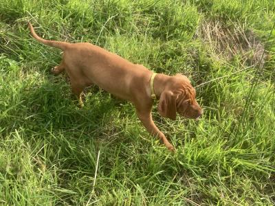Pedigree Hungarian Vizsla puppies IKC registered for sale in Cork
