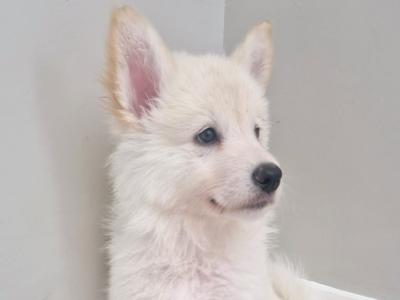 Samoyed x White Shepard Puppies available from 03/08/25