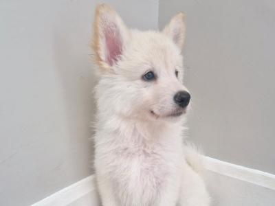 Samoyed x White Shepard puppies in Wexford