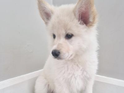 Samoyed x White Shepherd puppies in Wexford (Only 2 remaining!)