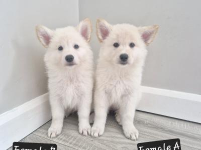 Samoyed x White Shepherd puppies in Wexford (Only 2 remaining!)