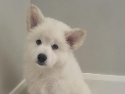 Samoyed x White Shepard puppies in Wexford