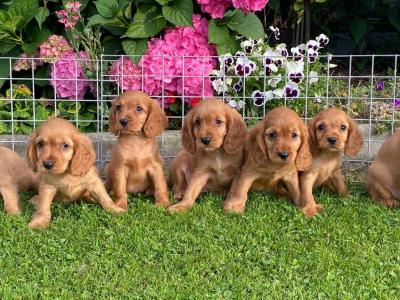 Cockalier puppies