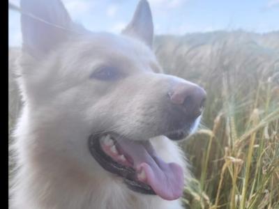 Samoyed x White Shepherd puppies in Wexford (Only 2 remaining!)