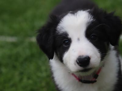Beautiful Border Collie puppies in Dublin