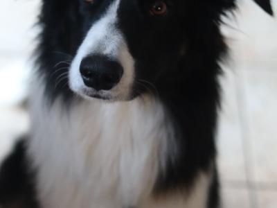 Beautiful Border Collie puppies in Dublin