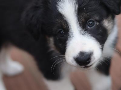 Beautiful Border Collie puppies in Dublin