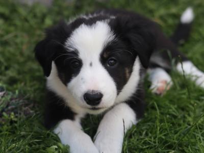 Beautiful Border Collie puppies in Dublin
