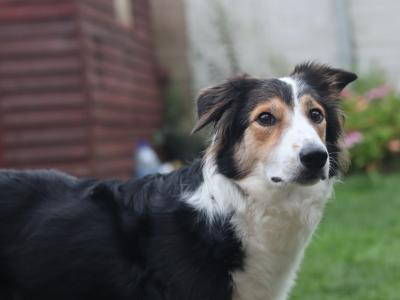 Beautiful Border Collie puppies in Dublin