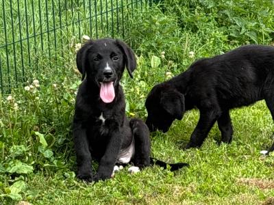 🤍🤍 Beautiful Bernador Puppies 🤍🤍