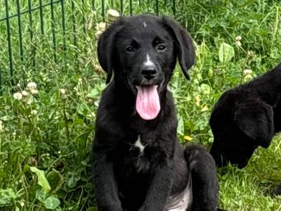 Beautiful Bernador puppies 🤍🤍 in Carlow