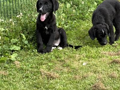 Beautiful Bernador puppies 🤍🤍 in Carlow