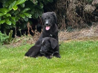 Beautiful Bernador puppies 🤍🤍 in Carlow