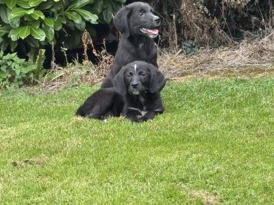 Beautiful Bernador puppies 🤍🤍 in Carlow