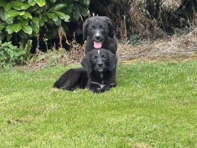 Beautiful Bernador puppies 🤍🤍 in Carlow