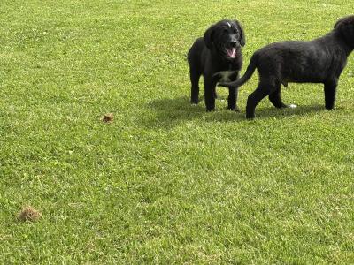 Beautiful Bernador puppies 🤍🤍 in Carlow