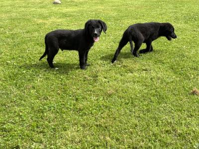 Beautiful Bernador puppies 🤍🤍 in Carlow