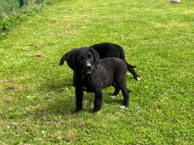 Beautiful Bernador puppies 🤍🤍 in Carlow