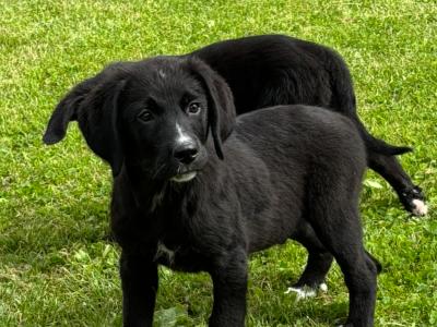 Beautiful Bernador puppies 🤍🤍 in Carlow