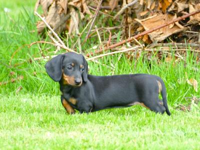 Pra Cord 1 Clear, IKC Registered, Miniature Smooth Dachshund puppies .