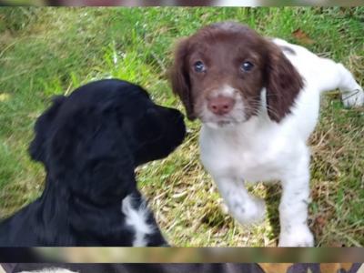 Sprocker puppies in Kilkenny