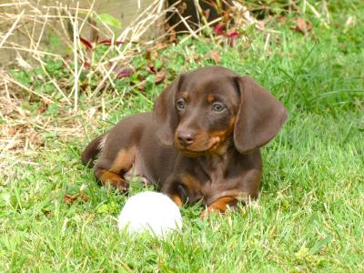 Pra Cord 1 Clear, IKC Registered, Miniature Smooth Dachshund puppies .