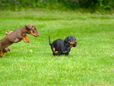 Pra Cord 1 Clear, IKC Registered, Miniature Smooth Dachshund puppies .