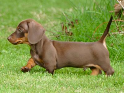 Pra Cord 1 Clear, IKC Registered, Miniature Smooth Dachshund puppies in Wexford
