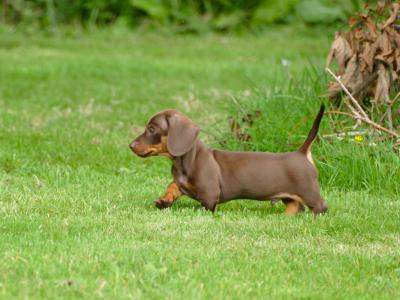 Pra Cord 1 Clear, IKC Registered, Miniature Smooth Dachshund puppies .