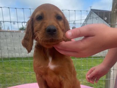 IKC Registered(pending) Irish Setter puppies in Tipperary - €950