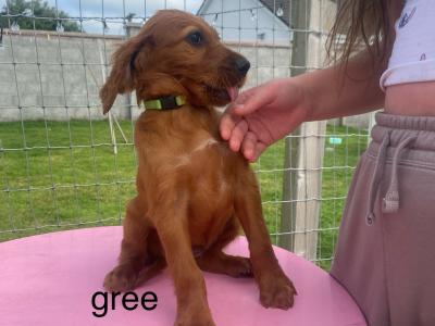 IKC Registered Irish Setter puppies in Tipperary - €950