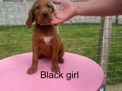 IKC Registered Irish Setter puppies in Tipperary - €950