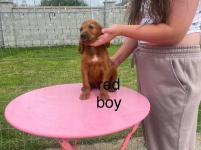 IKC Registered Irish Setter puppies in Tipperary - €950