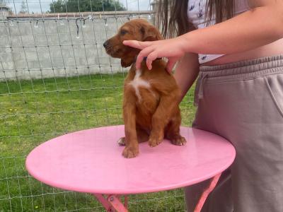 IKC Registered Irish Setter puppies in Tipperary - €950