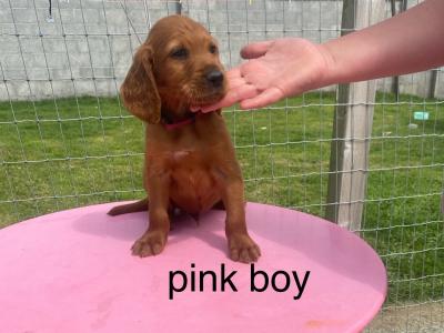 IKC Registered(pending) Irish Setter puppies in Tipperary - €950