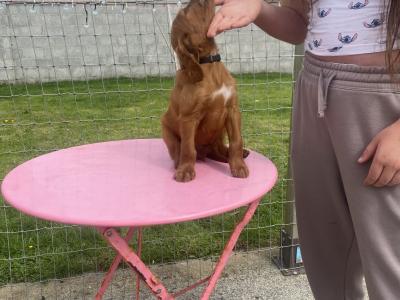 IKC Registered Irish Setter puppies in Tipperary - €950