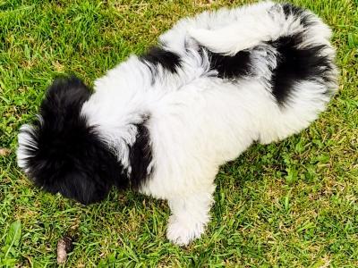 Shih Tzu puppies in Clare