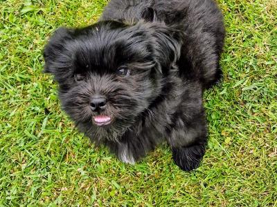 Shih Tzu puppies in Clare