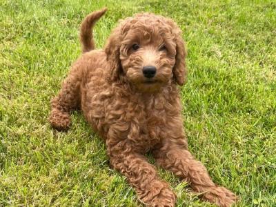Cockapoo puppies for sale in Monaghan