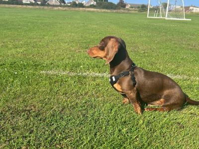 Chocolate & Tan Miniature male Dachshund puppy 6 months old in Wexford
