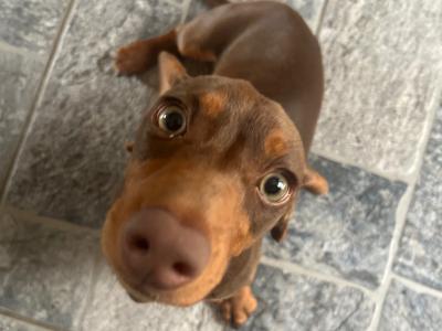 Chocolate & Tan Miniature male Dachshund puppy 6 months old in Wexford