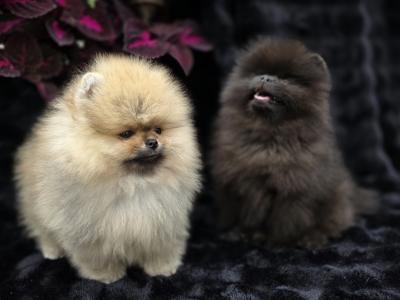 Gorgeous IKC Registered Pomeranian puppies 🐶 in Laois