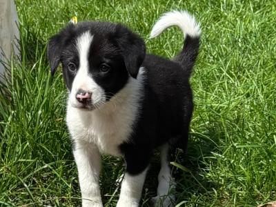 Bernese Mountain dog x Border Collie